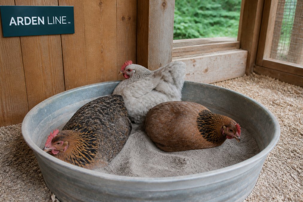OMRI Listed Poultry Dust Bath: 2026 Buyer's Guide