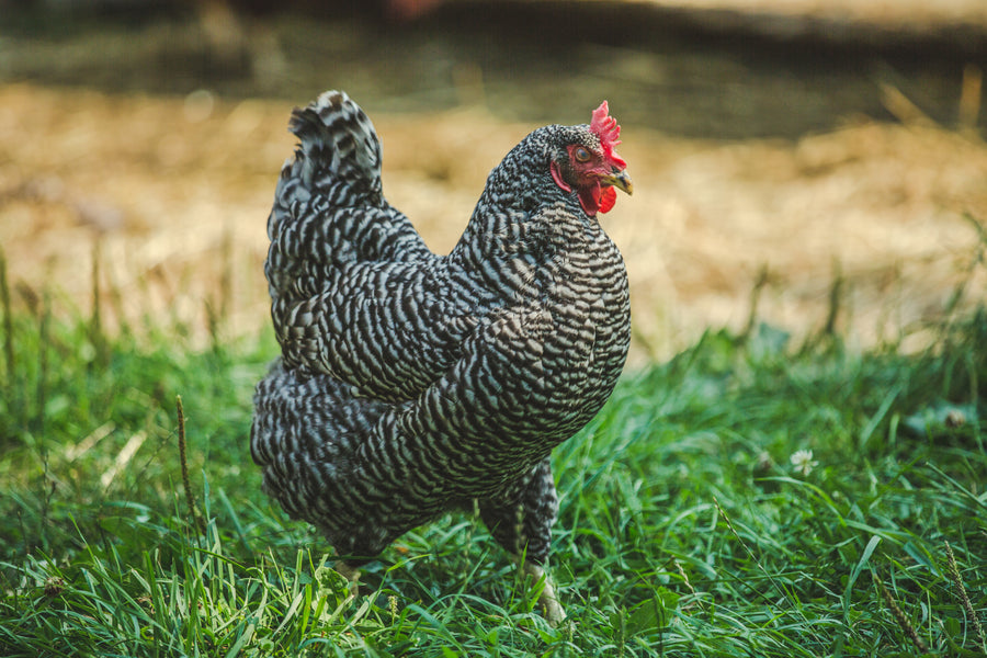 Chicken care